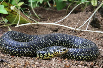 Western whip snake (Coluber viridiflavus)  Isère  France