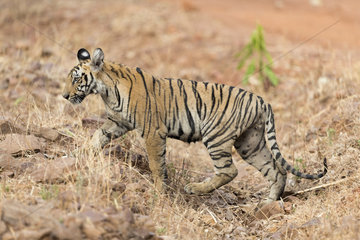 Bengal tiger (Panthera tigris tigris)  young  Tadoba national park  Tadoba Andhari Tiger Reserve  Maharashtra  India