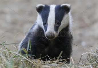 Badger (Meles meles) coming out of his set  England
