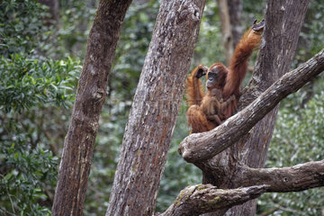Orang utan (Pongo pygmaeus) with young on a branch  Tanjung Puting  Kalimantan  Indonesia