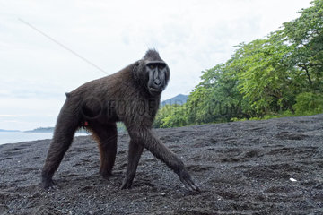 Celebes crested macaque (Macaca nigra) on black sand  Tangkoko National Park  Sulawesi  Indonesia