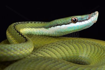 Baron's green racer (Philodryas baroni) is a rear-fanged venomous snake species with a remarkable nose . They are found in the Argentina Paragauay and Bolivia triangle.