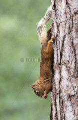 Red squirrel (Sciurus vulgaris) feeding upside down  Scotland
