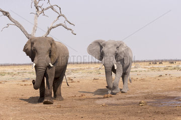 African bush elephant or African savanna elephant (Loxodonta africana)  near the water hole  Savuti National Park  Bostwana