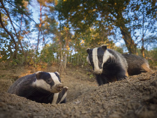 A clan of Badgers emerge from their sett in the Peak District National Park  UK.