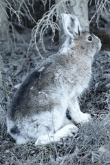 Snowshoe hare (Lepus americanus) in spring  Denali National Park  Alaska
