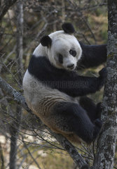 Giant Panda (Ailuropoda melanoleuca) in a tree  Foping  Shanxii  China