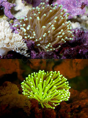 Fluorescent coral. Large-polyped Stony coral  Euphyllia paraglabrescens. Above photographed with daylight and bellow showing fluorescent colours photographed under special blue or ultraviolet light and filter. Many corals are intensely fluorescent under certain light wavelengths. Shallow water reef-building fluorescent corals seem to be more resistant to coral bleaching than other corals  and the higher the density of fluorescent pigments  the more likely to resist. This enables them to better protect the zooxanthellae that help sustain them. The pigments that fluoresce are photoproteins  and a current theory is that this acts as a type of sunscreen that prevents too much UV light damaging the zooxanthallae. These corals have the photoproteins above the zooxanthallae to protect them. Corals that grow in deeper water  where light is scarce  are using fluorescence to absorb UV light and reflect it back to the zooxanthallae to give them more light to turn into nutrients. These corals have the photoproteins below the zooxanthallae to reflect it back. Photographed in aquarium. Portugal