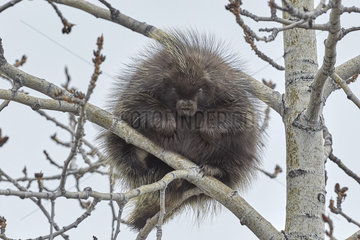 Porcupine (Erethizon dorsatum) in a tree in spring  near Lake Louise  Alaska