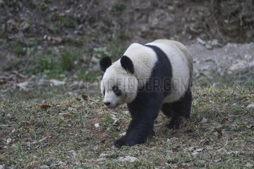 Giant Panda (Ailuropoda melanoleuca) walking in the grass  Foping  Shanxii  China