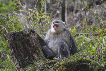 Black Snub-nosed Monkey (Rhinopithecus bieti) mimicry of a worried young  Yunnan  China