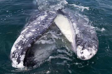 Gray Whale (Eschrichtius robustus)  adult  mouth open behind the boat  Ojo de Liebre Lagoon (formerly known as Scammon's Lagoon)  Guerrero Negro  Baja California Sur  Mexico