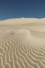 Dunes at Khaluf desert - Oman