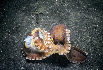 Coconut Octopus protected is eggs Lembeh strait Sulawesi
