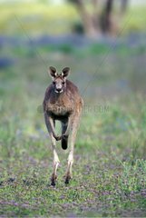 Eastern Grey Kangaroo jumping Warrumbungle National Park