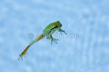 Southernmost tree frog June Vaucluse Provence France