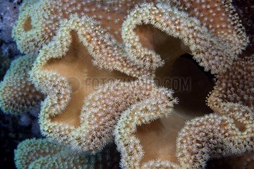 Corail orgue de mer dans son milieu naturel Mer Rouge