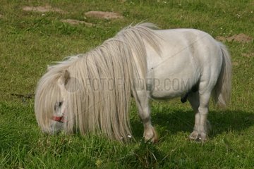 Pony weidete in Spring Ploubalay Bretagne Frankreich
