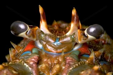 Large plan of Lobster head