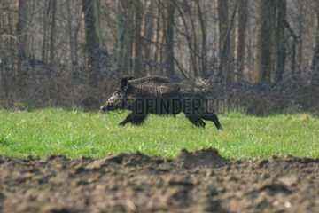 Wild boar running France