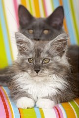 Zwei Maine Coons Kätzchen  die auf einem mehrfarbigen Sessel liegen