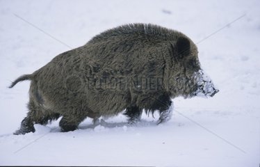 Eurasienschwein  das in der Schneemoselle spaziert