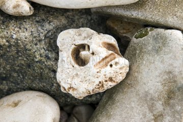 Muschelfossil- und Piddocks -Loch in einem Kiesel -RÃ© -Insel Frankreich