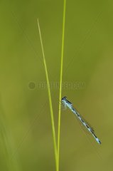 Male southern damselfly on a grass in the evening Allier