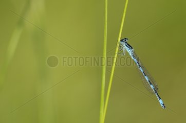 Male southern damselfly on a grass in the evening Allier