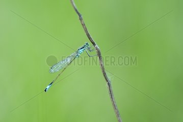 Male blue tailed damselfly a spring evening Allier France