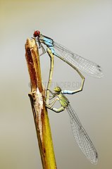 Mating heart of small red eyed damseflies along Allier River