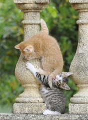 Two kittens playing together