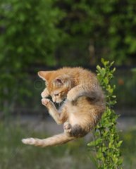 Kitten jumping