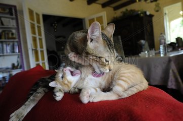 Cat licking its kitten