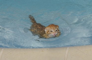 Kitten in water