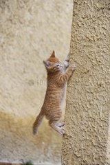 Kitten climbing a wall