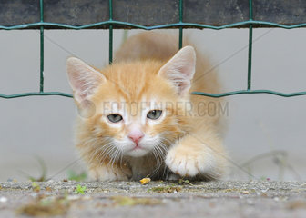 Kitten going under a fence
