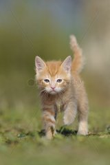 Kitten red-haired walking