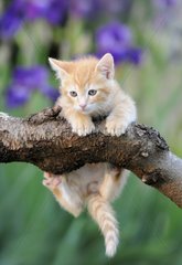 Kitten red-haired on a branch