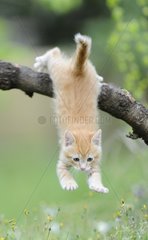 Kitten red-haired jumping from a branch