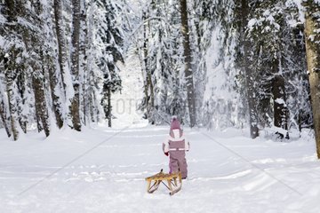 Little girl pulling his sledge of wood in a snowy forest
