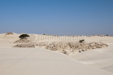 Shrub and dunes at Khaluf desert - Oman