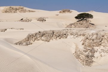Shrub and dunes at Khaluf desert - Oman
