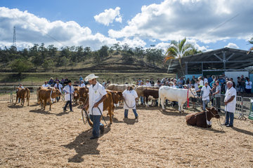 Cows at a farm show  Bourail Agricultural Fair. New Caledonia.