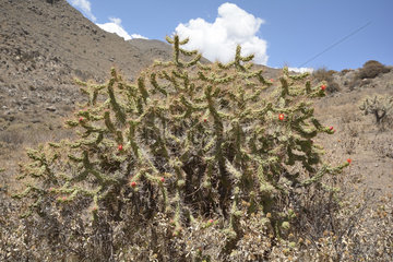 Cactus (Austrocylindropuntia subulata ssp. Exalta)  Colca Canyon  Arequipa Region  Peru
