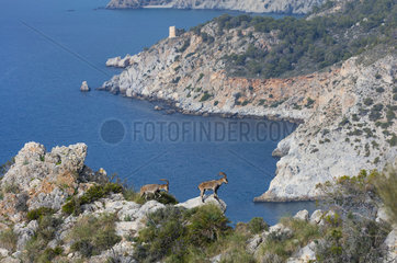 Spanish ibex (Capra pyrenaica)  Cliffs of Maro Cerro Gordo  Acantilados de Maro Cerro Gordo  Granada  Andalusia  Spain