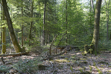 Lutzelhardt-Adelsberg Forest Biological Reserve  Vosges