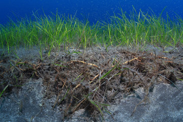 Little Neptune grass (Cymodocea nodosa). Detail of the roots. Flore  underwater backgrounds of the Canary Islands  Tenerife.