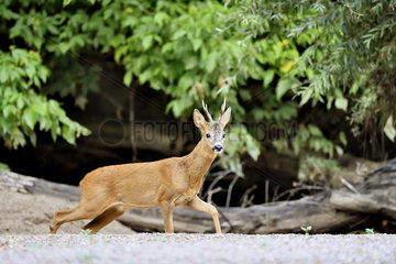 Roe deer (Capreolus capreolus) buck  Secondary arm of the Loire  Charite-sur-Loire  France