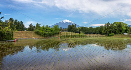 Mont Fuji's view along Gotemba's rice field  Shizuoka  Japan
